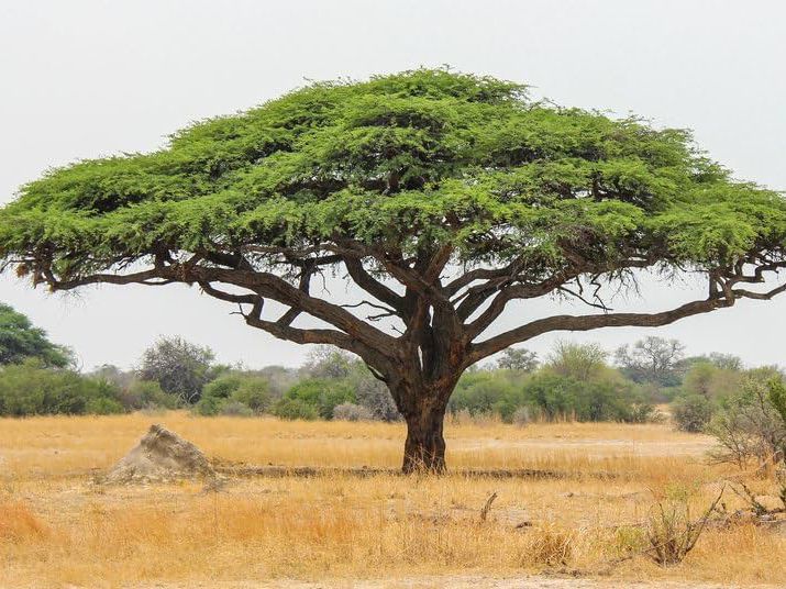 Arap Sakızının Tarihçesi ve Kültürel Önemi